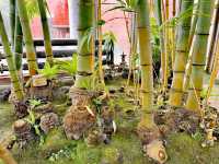 夢之島熱帶植物館