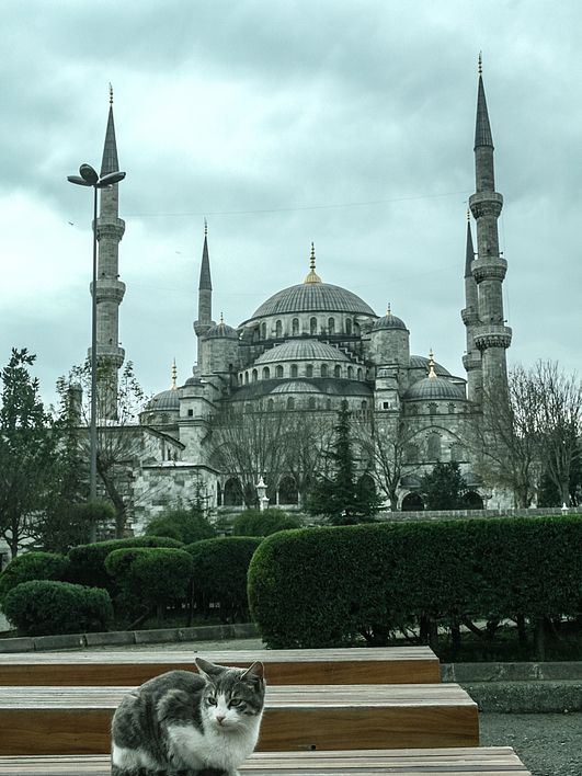 Istanbul Cats Rule the City: 5 Furry Facts You’ll Love 😻