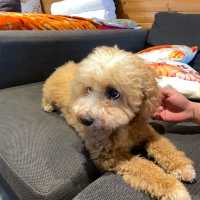 英國遊Lake District ~ Dog Friendly 超有Feel Pod