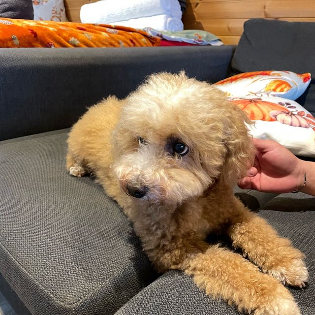 英國遊Lake District ~ Dog Friendly 超有Feel Pod