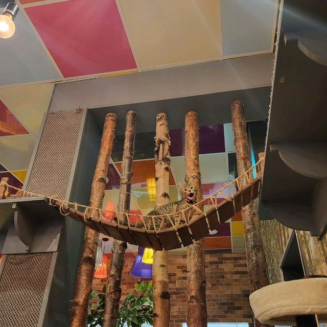 英國人氣貓Cafe~ Kitty Cafe