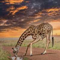 Home of wildlife