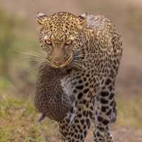 Home of wildlife