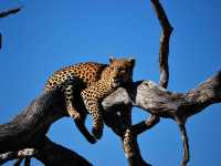 5 Days Safari - Tarangire National Park