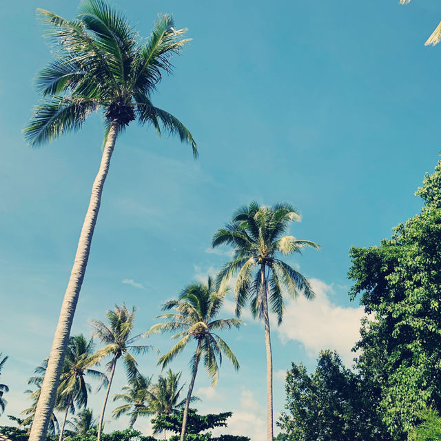 Summer 24 in a dreamy tropical island 🏝️ 