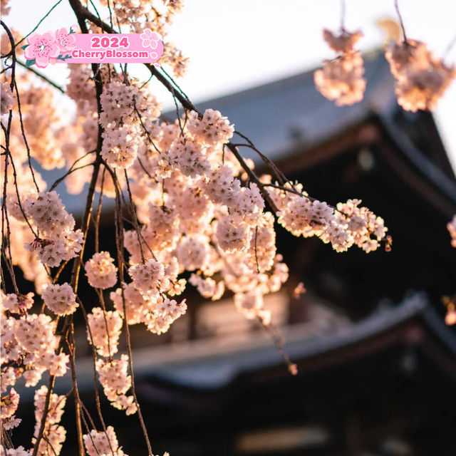 🌸 Cherry blossom at Tokyo Tower 🌸