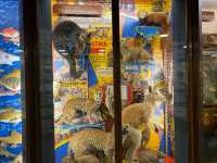 Embarking on a Journey Through Time: Discovering Norwich's Natural History Gallery