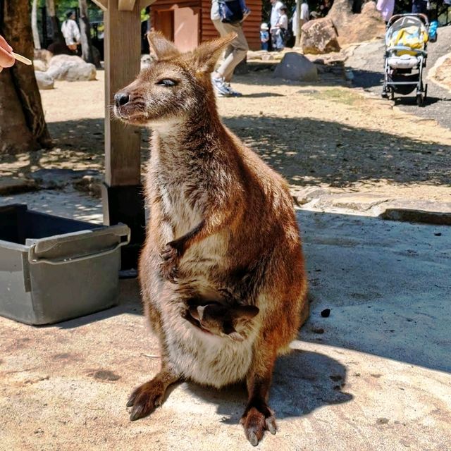 🐘姬路中央公園🦉開車穿越野生動物園區🐯