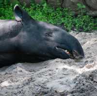 ZooTampa at Lowry Park 🇺🇸