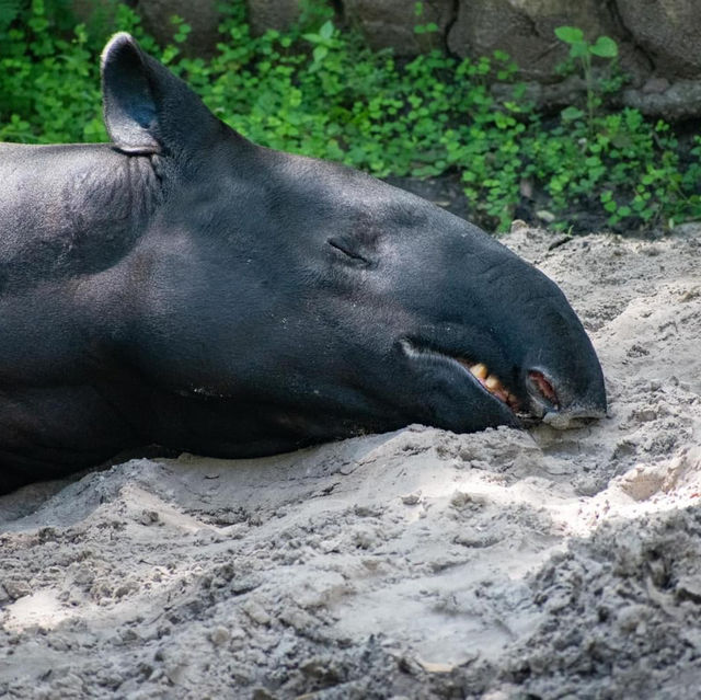 ZooTampa at Lowry Park 🇺🇸 ZooTampa at Lowry Park 🇺🇸