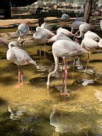 Birds park in Brazil
