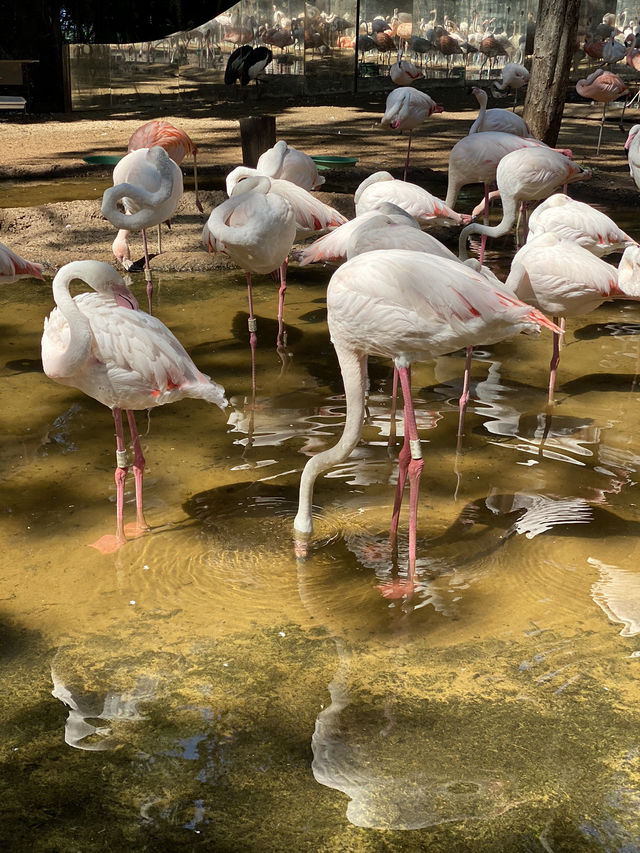 Birds park in Brazil