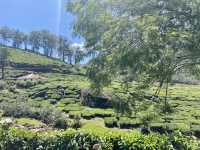 The Kurinji Connection to Kerala's Culture