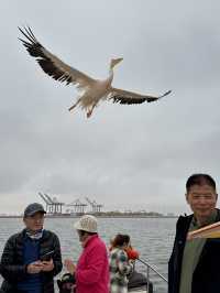 Boat trip with pelicans