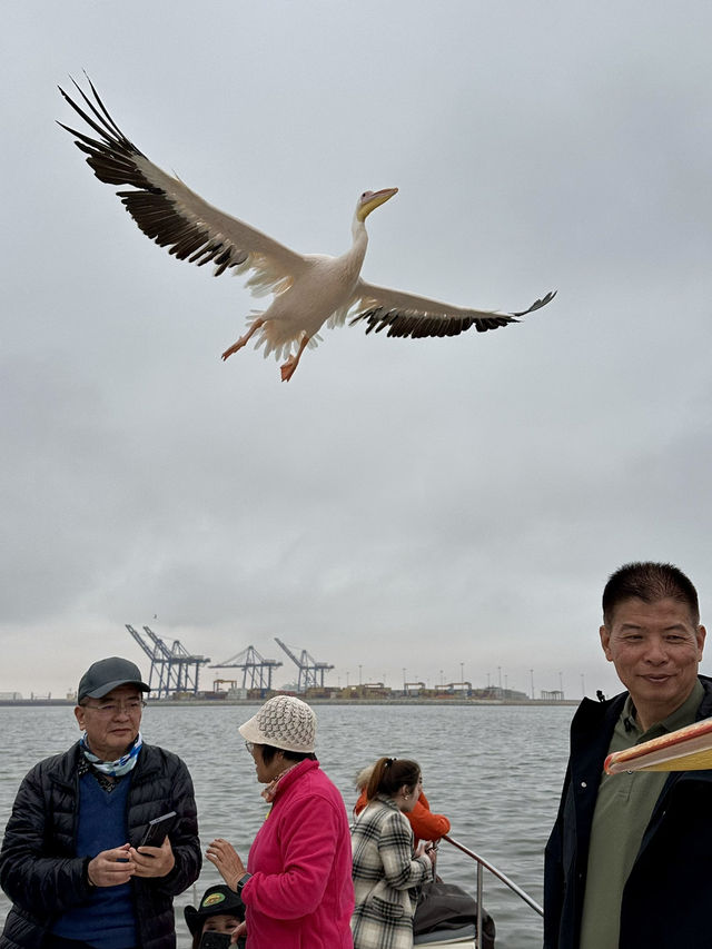 Boat trip with pelicans