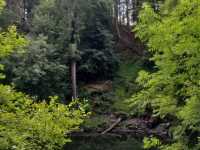 Evergreen Scotland 