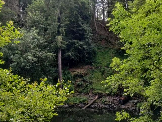 Evergreen Scotland 