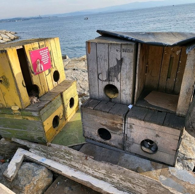 🤩Discover the paradise of cats  🐈‍⬛🐈‍⬛🐈‍⬛🇹🇷