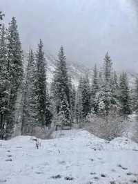 Endless Christmas Trees and Mountains 