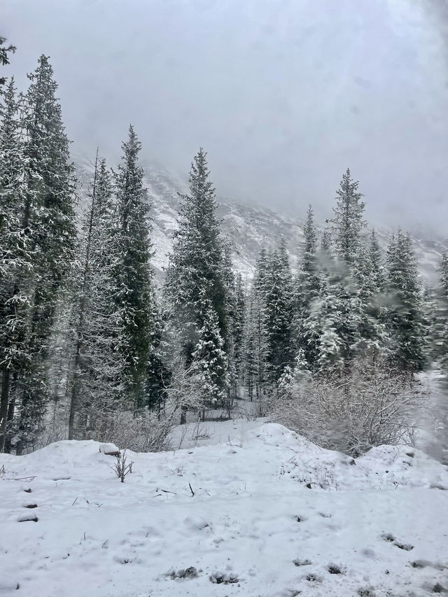 Endless Christmas Trees and Mountains 