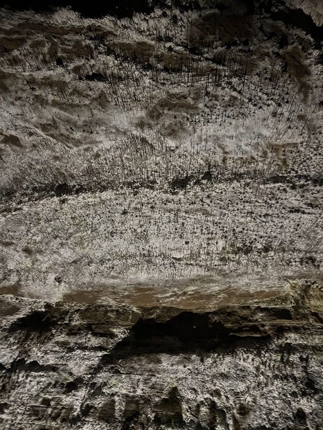 🇸🇮 波斯托伊納溶洞（Postojnska jama） 💧