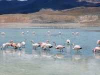 3 Days in Bolivia’s Uyuni Salt Flats – Like Landing on Another Planet