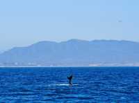 Dana Point - The Whale watching capital of the world! 