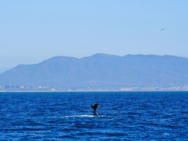 Dana Point - The Whale watching capital of the world! 