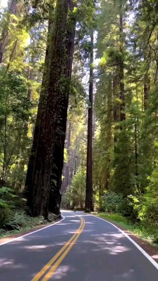 Avenue Of the Giants, California, USA 🇺🇸
