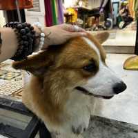 6 Days in Hoi An — Golden Lanterns & Silk Dreams