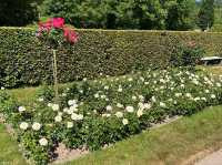 🌹✨ A Blooming Dream: Rose Garden of Baden-Baden, Germany 🇩🇪🌿