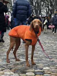 WINTER MAGIC AT MÜNSTERPLATZ 🇨🇭