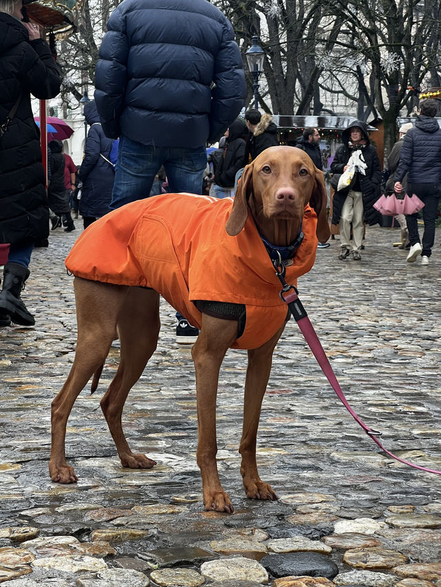 WINTER MAGIC AT MÜNSTERPLATZ 🇨🇭 WINTER MAGIC AT MÜNSTERPLATZ 🇨🇭