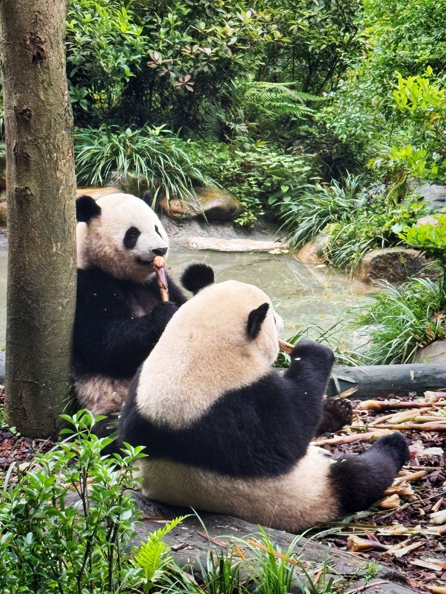 #worthitornot 

Hello, my traveling stars! ✨ 

If you come to Chengdu, everyone tells you to visit the giant Chengdu Panda Base. But let me tell you a secret: unless you enjoy standing in 2-hour lines just to see one famous panda for 60 seconds, you need to skip the main park and head to Panda Valley in Dujiangyan instead!Why is it so underrated? It’s located about an hour outside the city center, which scares away the massive tour groups. The environment here feels like a real, wild bamboo jungle, and you can get incredibly close to the giant pandas without people pushing you!But the absolute highlight? The Red Panda Forest! 🐾 Here, the cute little red pandas roam completely free. They walk right on the footpaths next to you and climb trees just inches away from your face. It feels a thousand times more magical and personal!My Golden Rule: Arrive strictly by 7:30 AM when it opens! Pandas only eat and play in the cool morning air. By 10:00 AM, they go inside to sleep under the AC, and you’ll just see fluffy backs.

👉 Quick Poll Time: Which panda would you run to see first?The iconic Giant Black & White Panda 

🐼The free-roaming, fluffy Red Panda 🦊I just want to sit with a panda-shaped latte! ☕Tell us your pick below! 💬

#pandavalley #chengdu #dujiangyan #chinatravel #travelsecrets #pandas #tripmoments