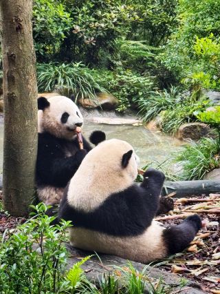 🐼 Forget the Crowds: Why "Panda Valley" is Sichuan’s Best Kept Secret!