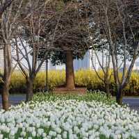 The tulips in Jing 'an Sculpture Park🌷🌷