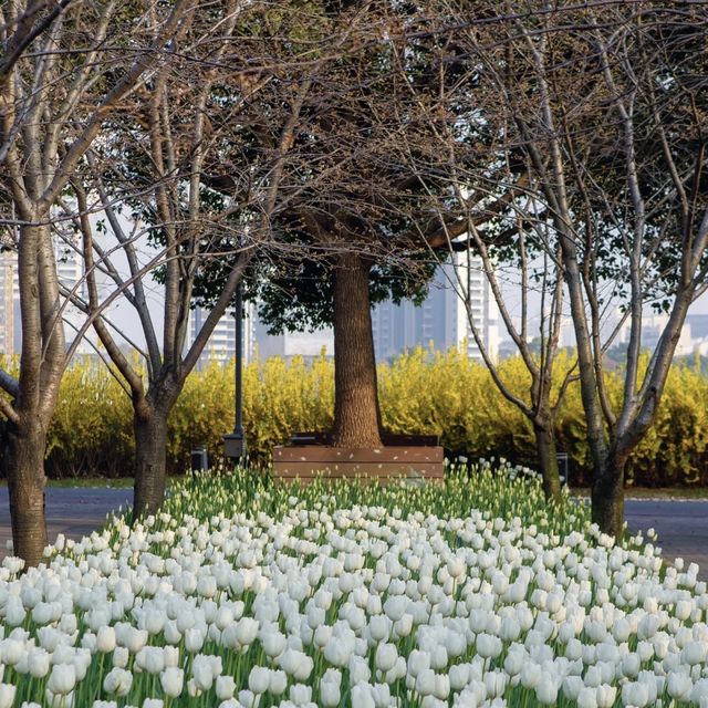 The tulips in Jing 'an Sculpture Park🌷🌷