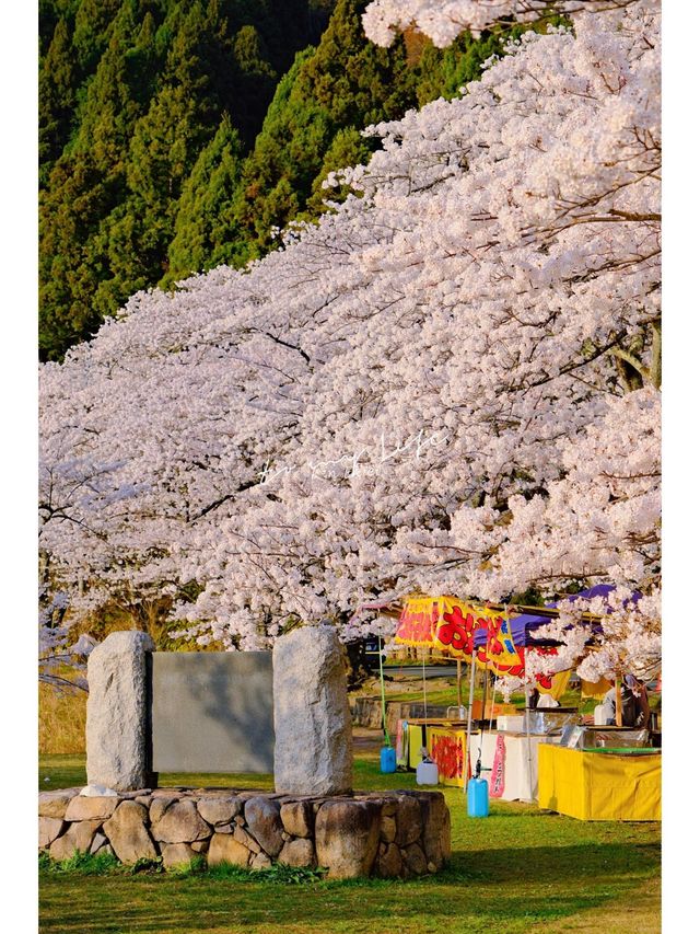 This year, my memories 📸 (photo album) of cherry blossoms 🌸 at Lake Biwa.