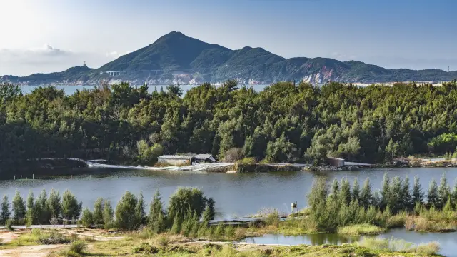 不在歐洲勝歐洲，東山島這片酒店門口的森林真的太好看了