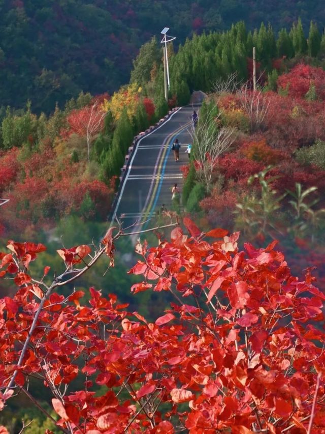 紅楓如火，點燃了整片山林，讓你置身火的海洋！——鞏義長壽山