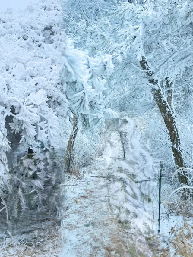 リンアン太子尖の絶美な霧氷の奇観！
