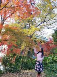 12/6實拍 中山植物園 紅楓崗 拍照機位分享