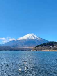 超小眾 富士山下絕美天鵝湖