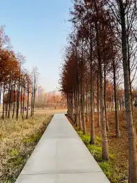 南昌｜魚尾洲公園的紅杉林也太美了吧