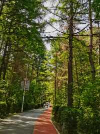 林間漫步，共赴鹿苑之約‖東豐南照山公園
