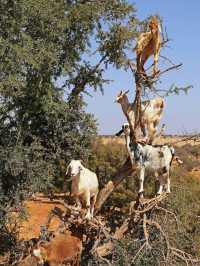 你是否贊成人造的奇觀？摩洛哥羊上樹真假？