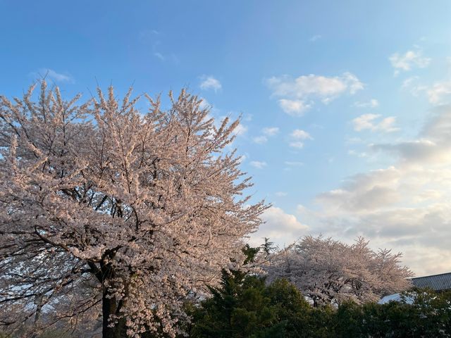 在櫻花樹下旅行吧～