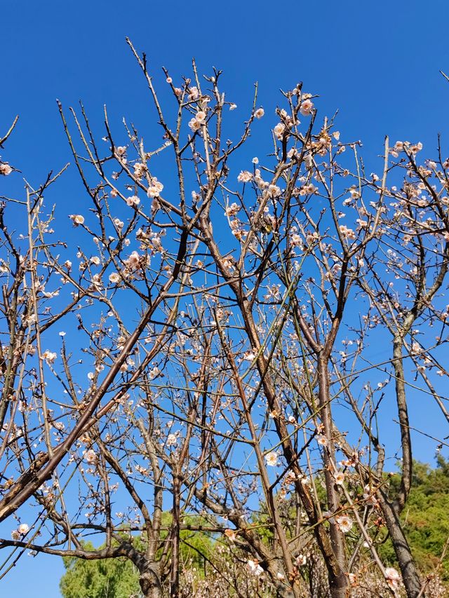 自駕遊廣東，深圳梅園賞梅