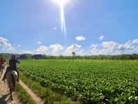[古巴］菸草的故鄉 世界遺產Vinales valley