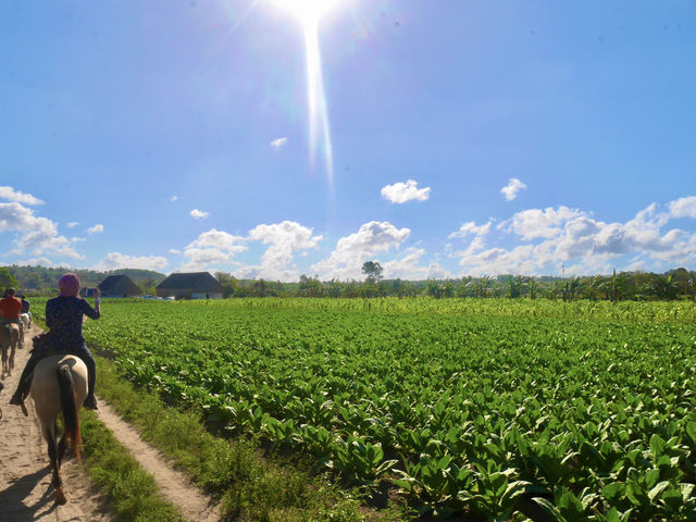 [古巴］菸草的故鄉 世界遺產Vinales valley